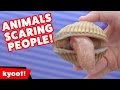 Funniest animals scaring people reactions of 2016 weekly compilation  kyoot animals