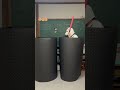 Human Whac-A-Mole Fight #funny #今日ほむ #comedy
