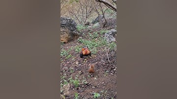 gà rừng mái gọi trống phi nhanh như trâu 🐃đứt dây.poj qaib qus xeev lau dhias ceev tiag tiag