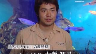 006 薩摩烏賊餌木のルーツを探る - YouTube