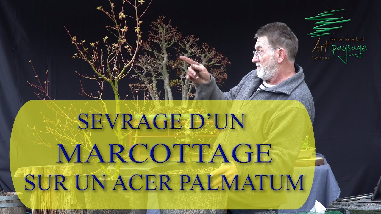 Sevrage d'un Marcottage sur Acer Palmatum 