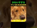 かわいすぎるワンコたちのASMR