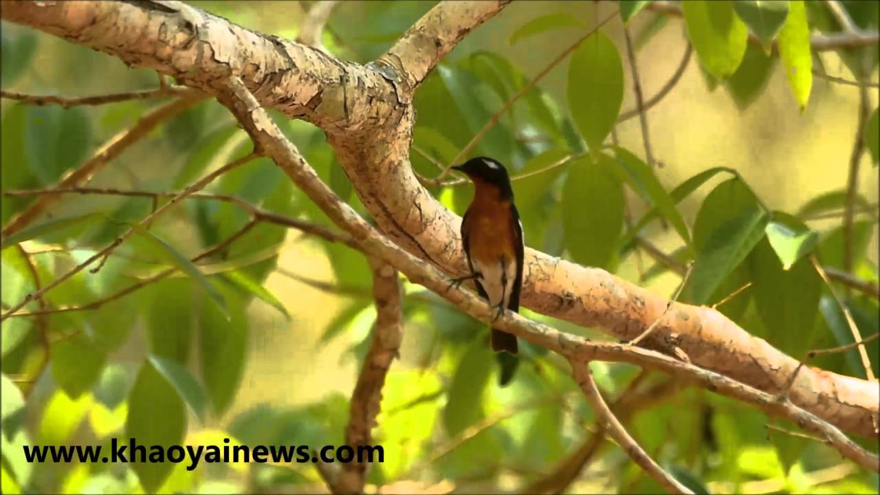 Mugi Maki Flycatcher In Phu Kieo Youtube