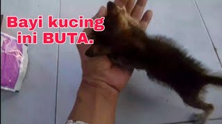 Bayi kucing ini buta.