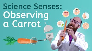 Science Senses: Observing a Carrot - Science for Kids!