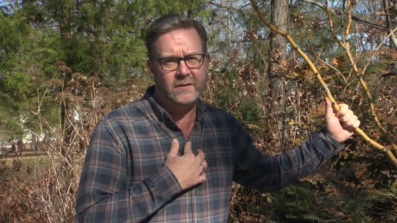 Dramatic Winter Damage | Volunteer Gardener