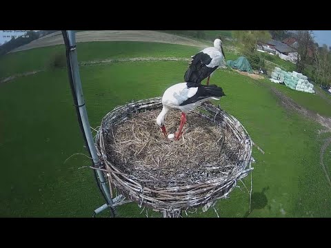 Relards Stork Cam Archive B live cam preview