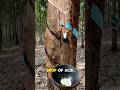 Why is this Tree Sap so Valuable? 🌳💰 #shorts #nature #amazingfacts #technology #science #industry