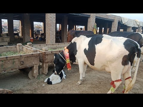 Gojra Ki Dungar Mandi Jo Is Area Ki Sabse Badi Mandi Hai 