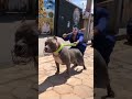 Olha esta fera... 😨 #shorts #pitbull