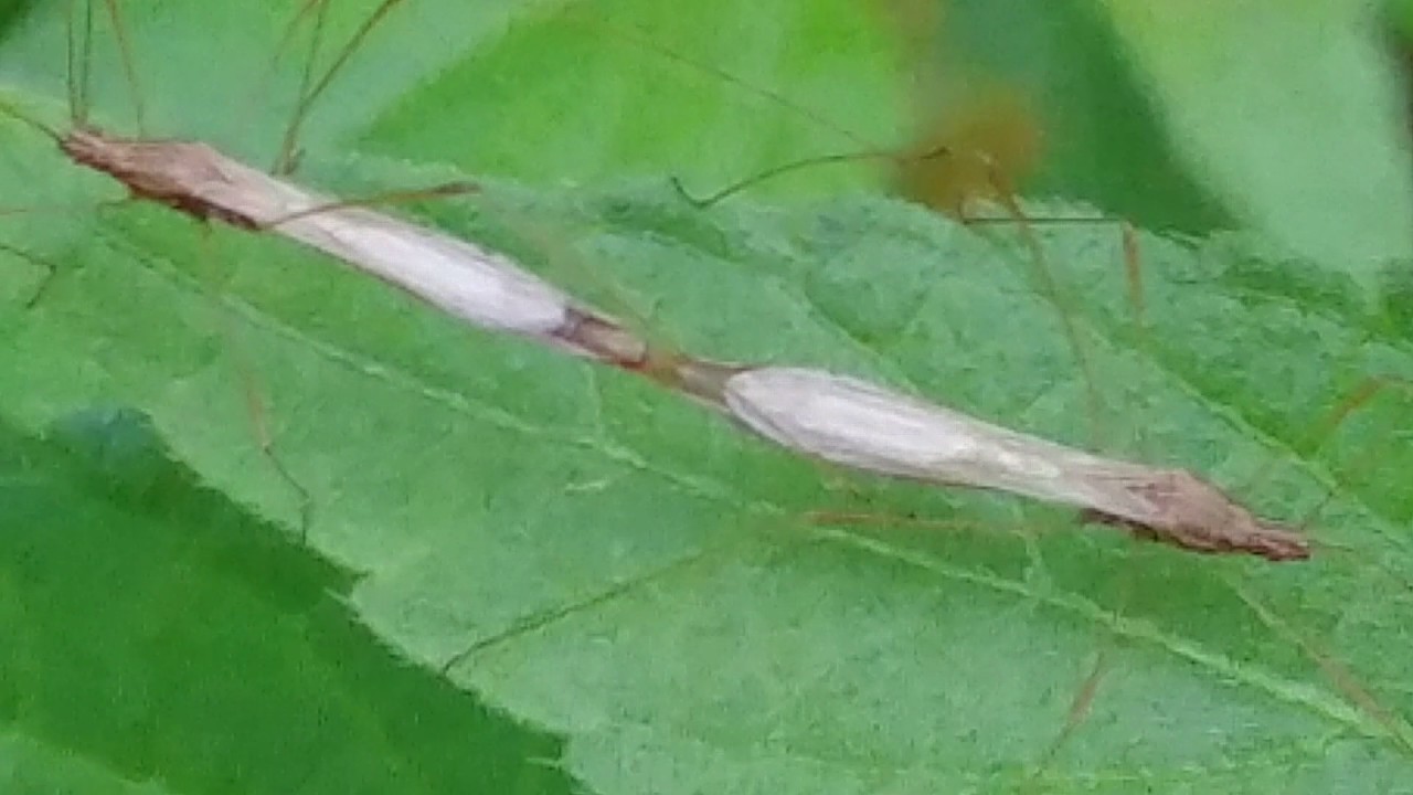 Bug sex - Fragile little insects mating
