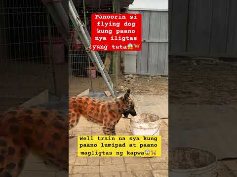 Hurathalene ❤️#explore #elephant