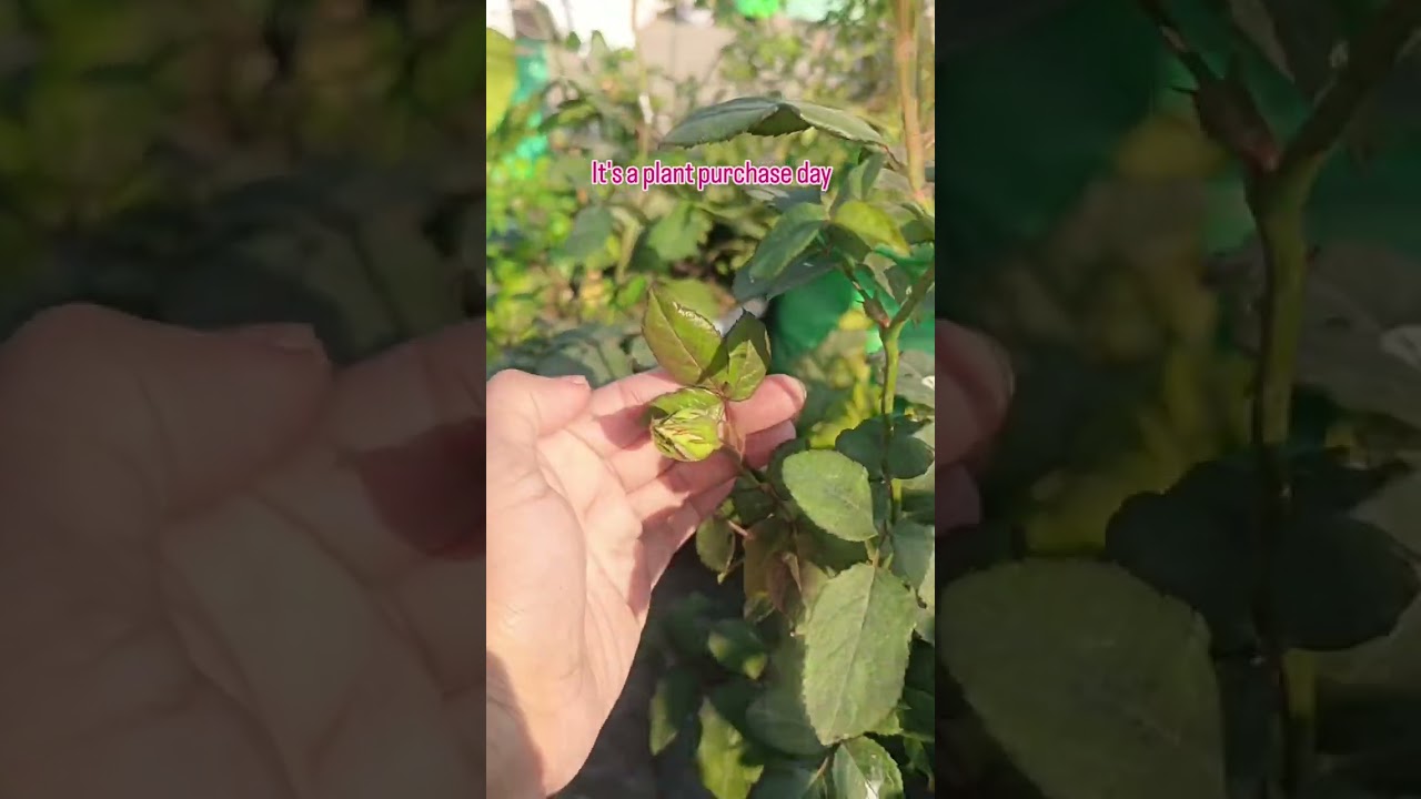 It's a plant purchase day. #plantshopping #rose #explore