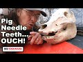 Wolf Teeth, Needle Teeth, and Tusks - Are they all the same?