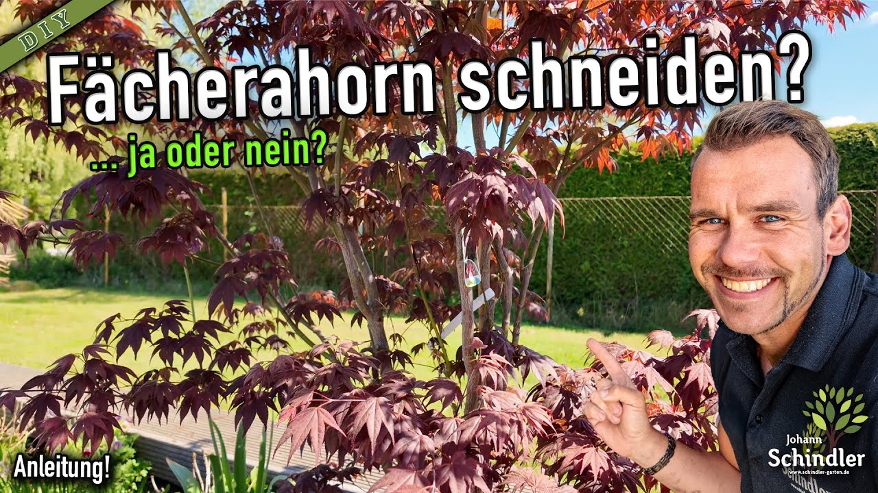 Fächerahorn frühzeitig schneiden um Krankheitseinflüsse & Risiken zu vermeiden! [Anleitung]