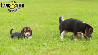 Lively Beagle Puppies