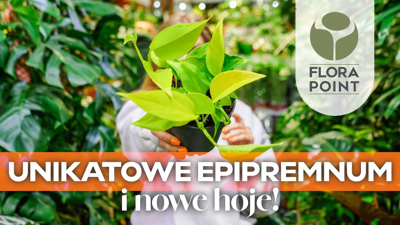 Dodaj koloru do swojego wnętrza! Nowe hoje i unikatowe epipremnum | przegląd nowości | Flora Point