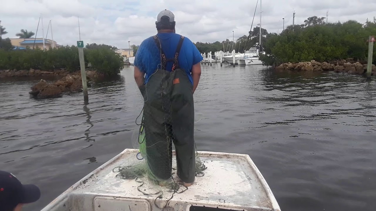 Cast netting mullet gabe style roe mullet fishing YouTube