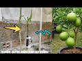 TECHNIQUE GRAFTING ORANGE PLANT FAST GROWING