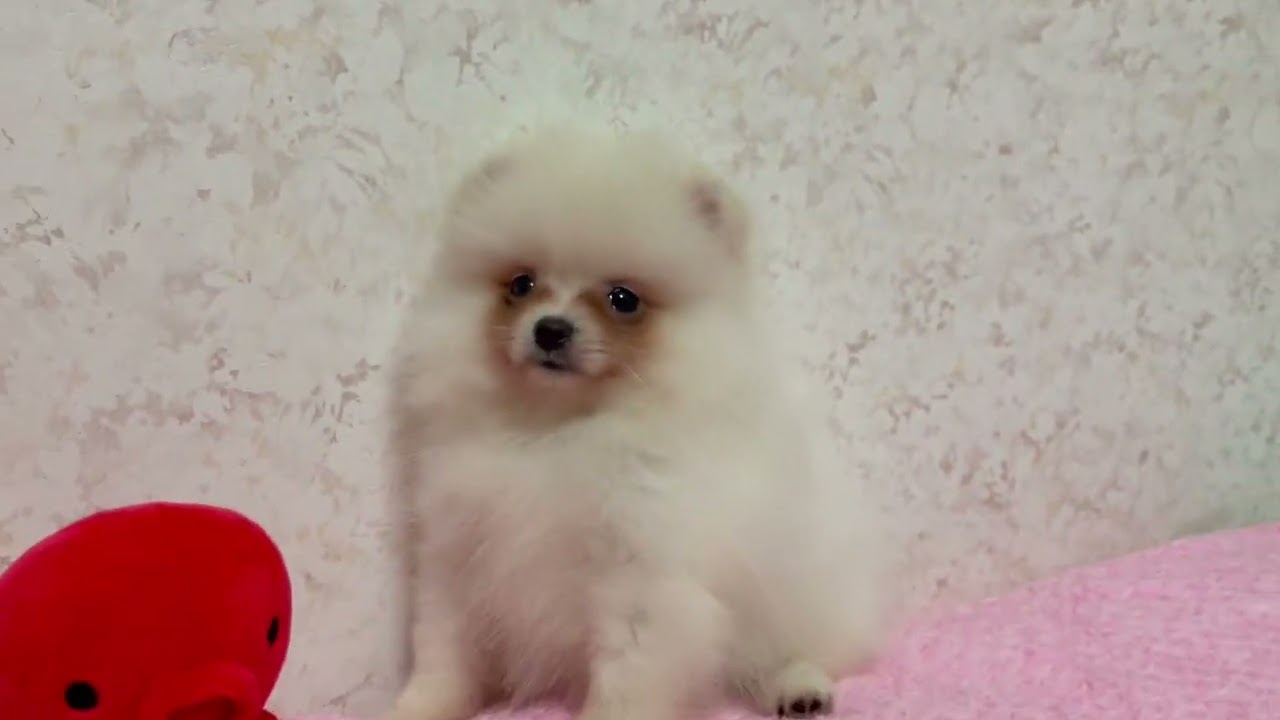 新潟県のポメラニアン 女の子 22 05 30生まれ クリーム 子犬id 1853 ブリーダーナビ 新潟県のポメラニアン 女の子 22 05 30生まれ クリーム 子犬id 1853 ブリーダーナビ