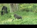 シャバーニ家族 308 Shabani family gorilla