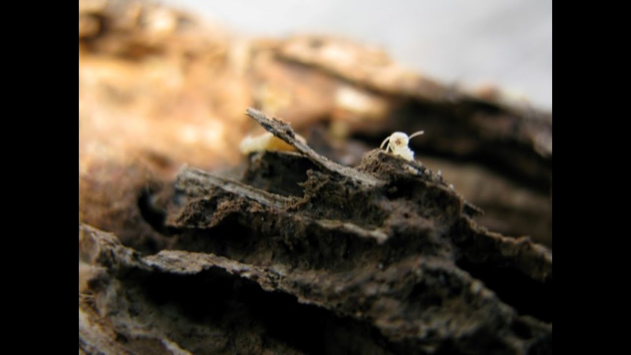 White Ants | Porotermes - Building & Pest Inspection Mornington Peninsula