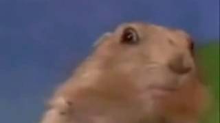 Hamster Dramatico