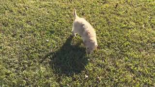 Dizzy Dancing with the Doodles. Goldendoodles on the go! by Abbey Acres 103 views 1 year ago 4 minutes, 14 seconds