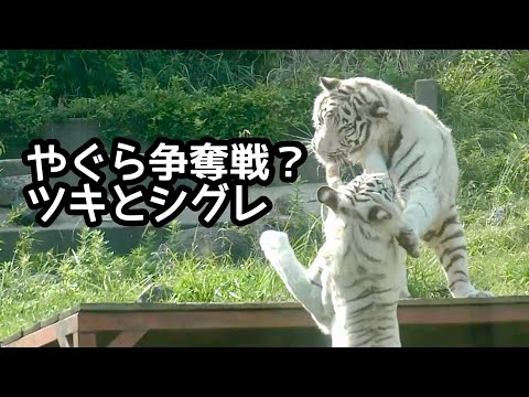 ツキちゃんとシグレくん　櫓の上は誰のもの？【伊豆アニマルキングダム】White tiger Tsuki Shigure Izu Animal Kingdom 