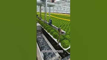 Machine harvesting Greens: Good tools and machinery can increase work efficiency