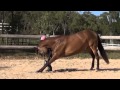 Laying on back, stick to me, classic bow, bow, rearing, circling and jumping!!
