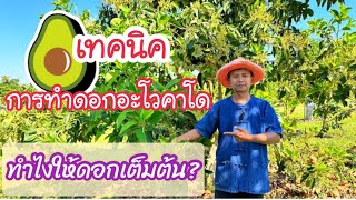 เทคนิคการทำดอกอะโวคาโด ให้ติดลูกดี