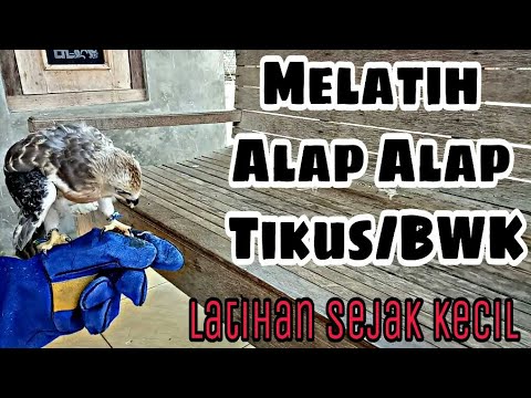 Melatih Alap Alap Tikus || Training Black Winged Kite 