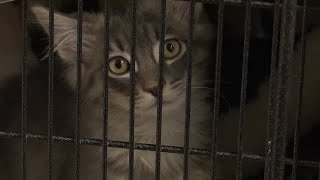 Great Falls Animal Shelter is over max capacity