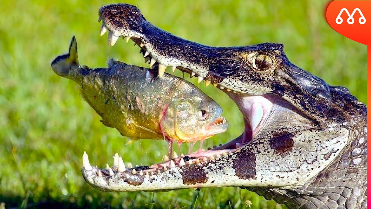 Jacare Comendo Jacaré Do Pantanal Comendo Peixe Piranha | Pulsar