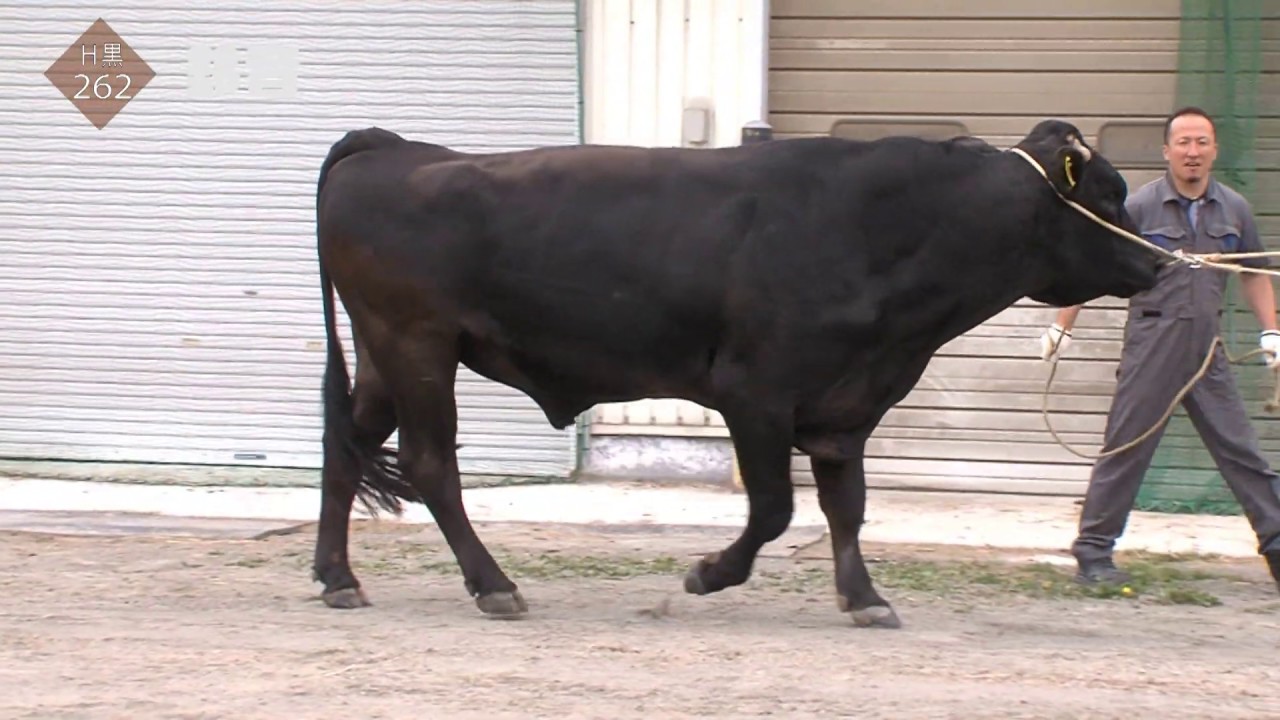 ★カッコいい黒い牛 H黒-262 鈴音（紹介動画） | GH-CONTENT
