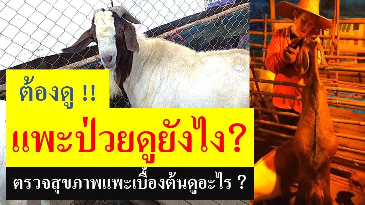 ตรวจสุขภาพแพะเบื้องต้น แพะป่วยดูอย่างไร ?