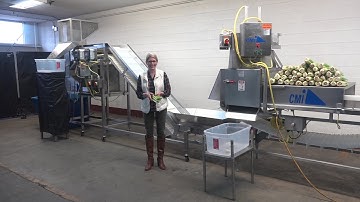 CMI Equipment Model MI05 Segmenter and Celery Leaf Cleaner Demonstration