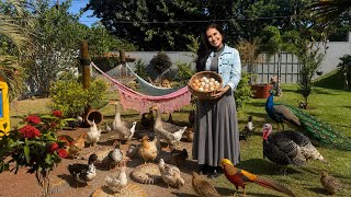 NO MEIO DA CIDADE ELA CRIA MAIS DE 80 AVES EXÓTICAS