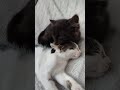 #котики #ніжність #турбота