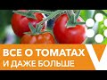 Секреты выращивания томатов. Прямой эфир с биологом