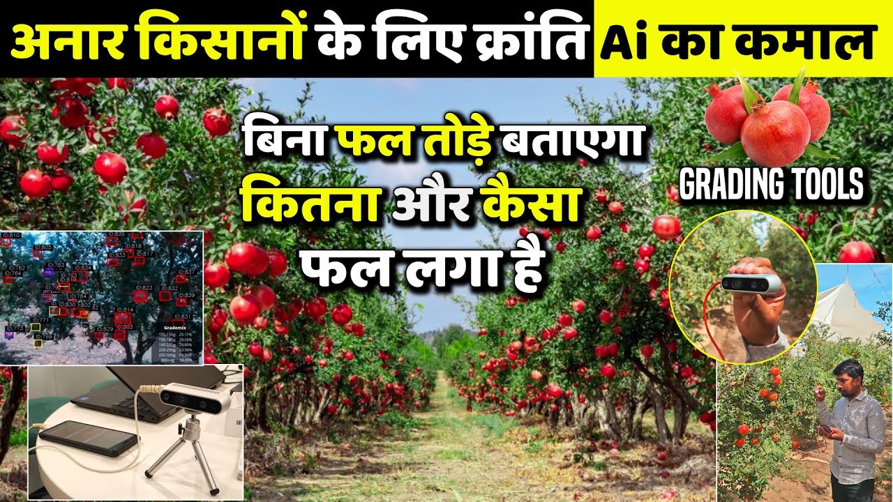 Vegrow company Velens Digital Tools Pomegranate | अनार की सही ग्रेडिंग से बढ़ाए मुनाफा 