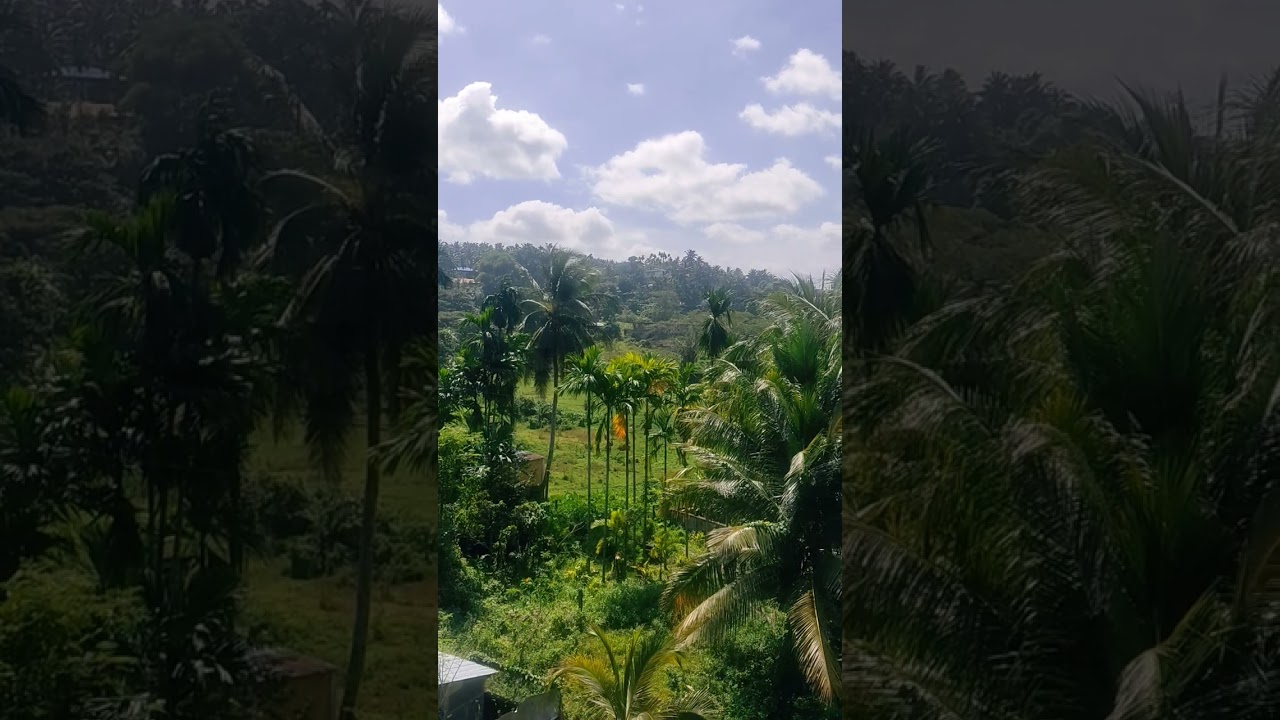 good evening 🌼🌼