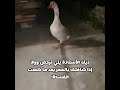 ترو هههه #عصابات #ميمي #لايك #اشتراك #تدرون #ميمي #تحبكم #ماني #خلق #احط #هاشتاق