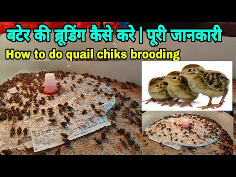 बटेर के चूजों की ब्रुडिंग कैसे करे | How to do quail bird brooding