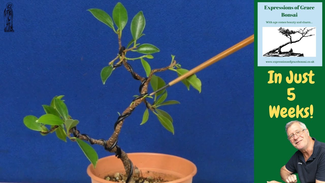 5 WEEKS Later Unexpected Bonsai Pruning Results on my Ficus YouTube