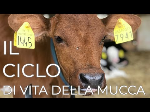 Video: Quanto tempo impiega la mucca ad avere un vitello?