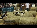 Bentham Mule Gimmers 2018