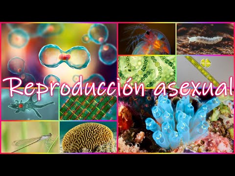 Video: ¿Cómo se reproducen asexualmente los organismos?