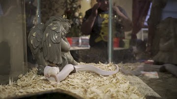 Ball Python eating a mouse